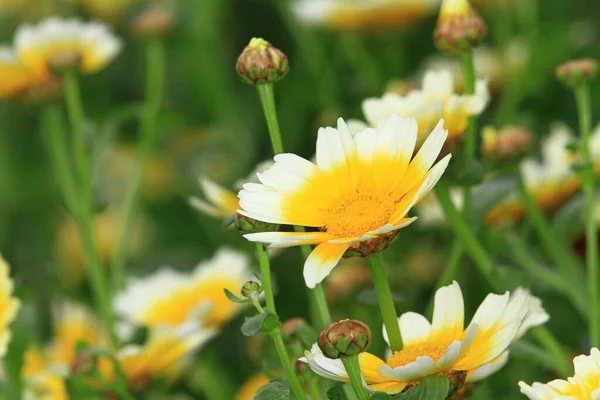 daisy flowers on back ground of the season landscape.