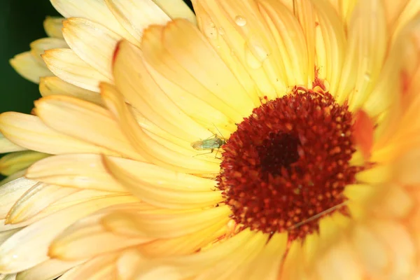 Fiori Margherita Sul Retro Del Paesaggio Stagione — Foto Stock