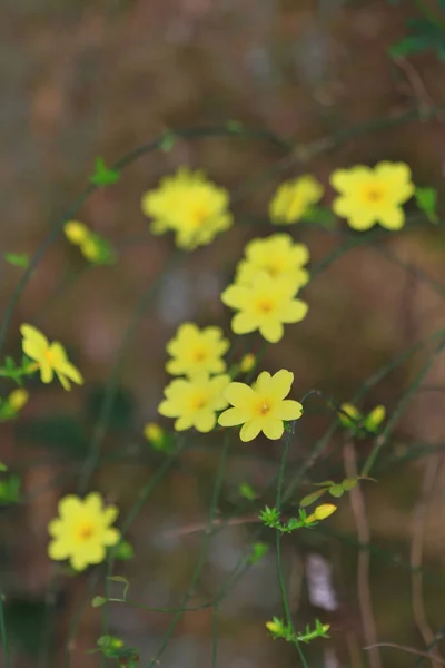 Yellow Spring Flowers Blurred Background Spring Blooming Tree — Stock Photo, Image