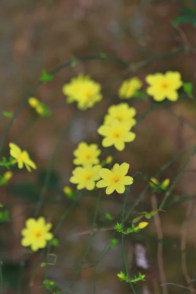 Flores Amarelas Primavera Contra Fundo Desfocado Árvore Florescente — Fotografia de Stock