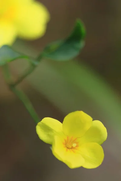 Flores Amarelas Primavera Contra Fundo Desfocado Árvore Florescente — Fotografia de Stock