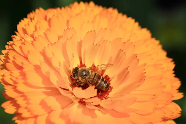 Orange Gerbera Flower Isolated Nature Concept — 图库照片