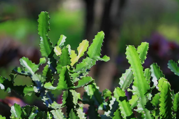 The cactus is the dessert plant. A cactusis a member of the plant family Cactaceae