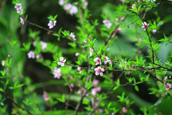 Blooming Pink Flowers Peach Trees Orchard — ストック写真