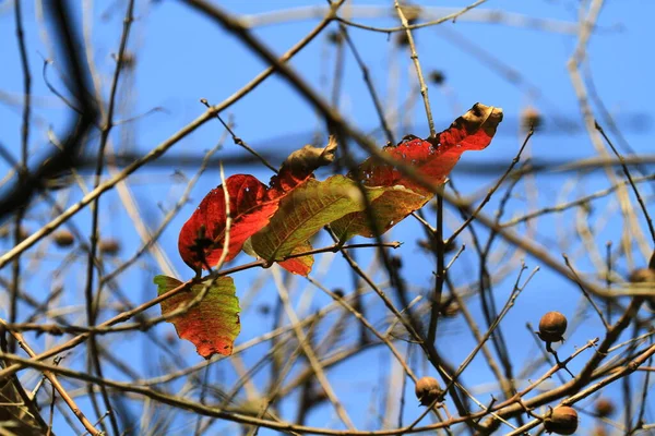 Close Underside Orange Leaf Veins — Stockfoto