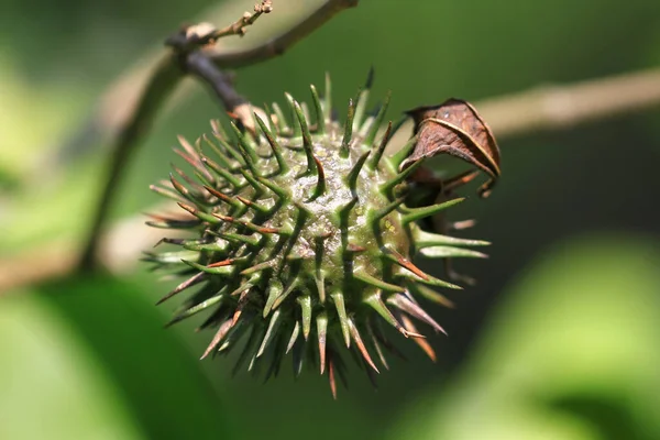 seed pods of castor bean plants, the nature concept