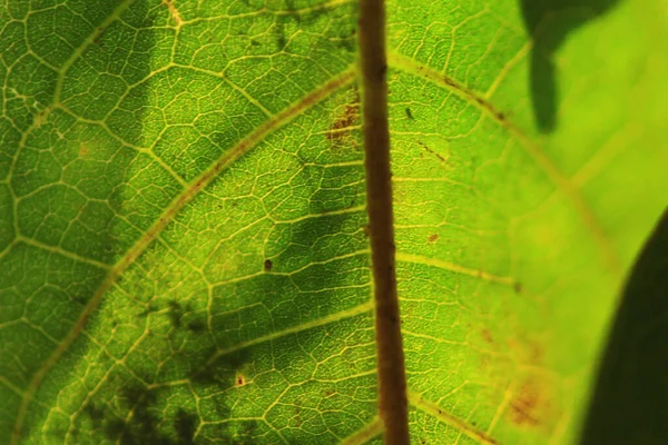 Plant Leaf Green Plant Leaf Nature Concept — Foto de Stock