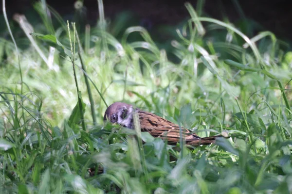 Oct 2011 Bird Grass Animal Concept — Foto de Stock