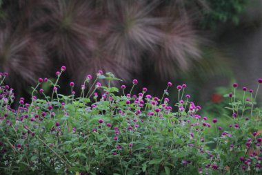 15 OCT 2011 Small pink Amaranth flowers growing on summer flowerbed