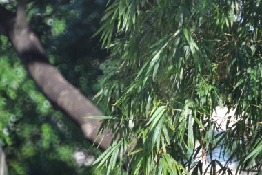 Natural green background, fresh and green leaves