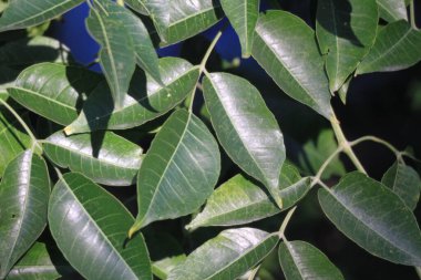 Natural green background, fresh and green leaves
