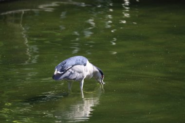 Black crowned night heron waiting at pond edge for a fish