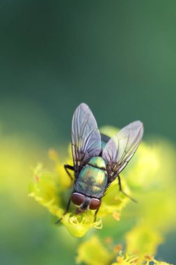 yaprak yeşil böcek anında. Yeşil et sineği çürümebaşladığında Sezar