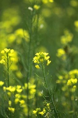 Blooming dill garden or smelly,  smelly grass yellow flower