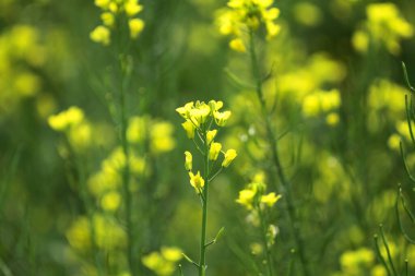 Blooming dill garden or smelly,  smelly grass yellow flower