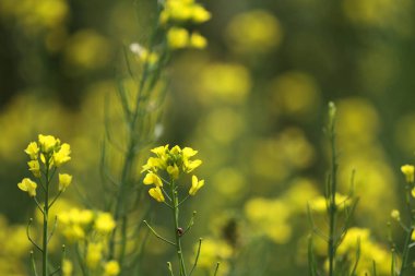 Blooming dill garden or smelly,  smelly grass yellow flower