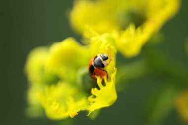 Close up view of ladybug on yellow flower