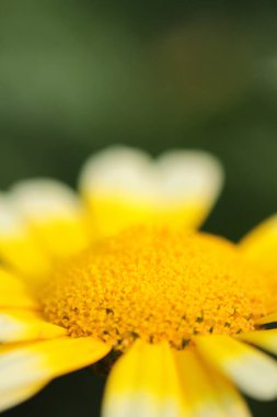 Sezon manzarasının arka planında papatya çiçekleri