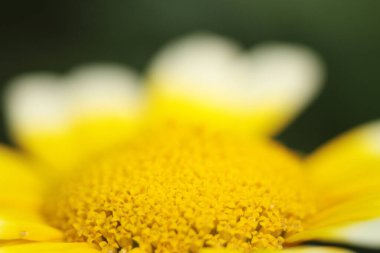 Sezon manzarasının arka planında papatya çiçekleri