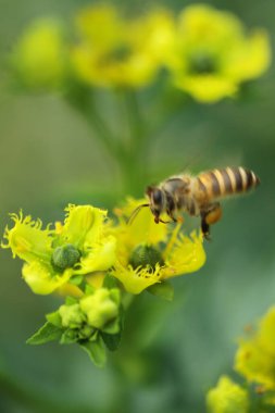 Honey Bee Collecting Pollen of yellow Flower 
