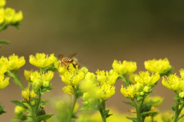 Honey Bee Collecting Pollen of yellow Flower 