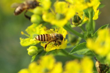 Honey Bee Collecting Pollen of yellow Flower 