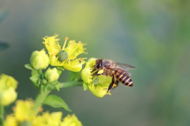 Honey Bee Collecting Pollen of yellow Flower 