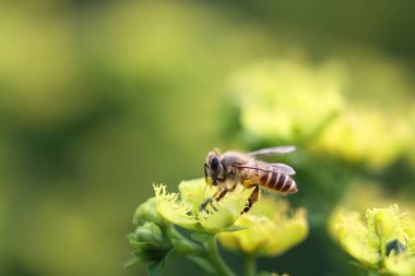 Honey Bee Collecting Pollen of yellow Flower 