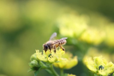 Honey Bee Collecting Pollen of yellow Flower 