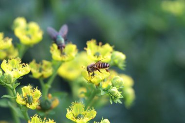 Honey Bee Collecting Pollen of yellow Flower 