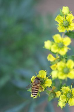 Honey Bee Collecting Pollen of yellow Flower 