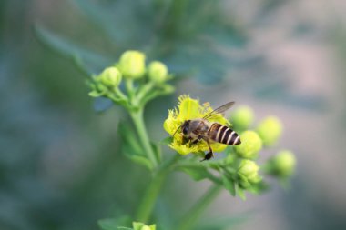 Honey Bee Collecting Pollen of yellow Flower 