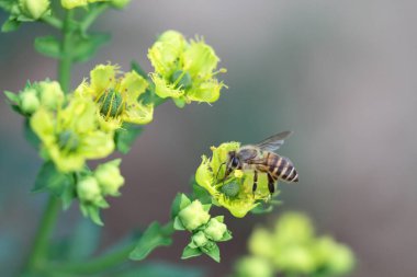 Honey Bee Collecting Pollen of yellow Flower 