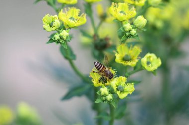 Honey Bee Collecting Pollen of yellow Flower 