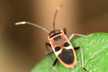 Milkweed Bug, Oncopeltus confusus macro on green leaf
