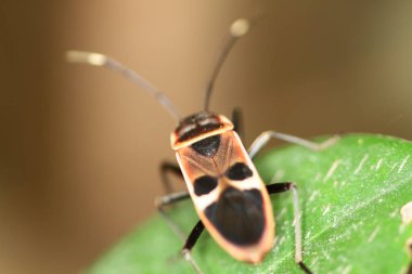 Milkweed Bug, Oncopeltus confusus macro on green leaf
