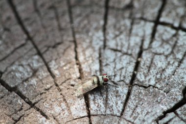 the nature concept,  the plants or flower at nature