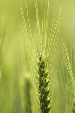 Green ripe ears of rye closeup landscape