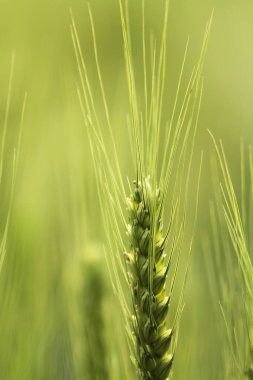 a Green ripe ears of rye closeup landscape