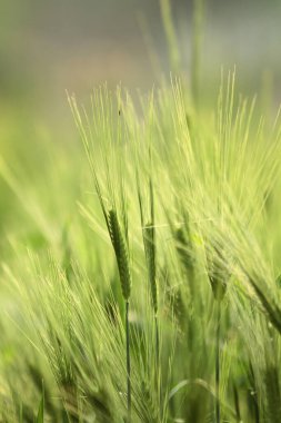 a Green ripe ears of rye closeup landscape