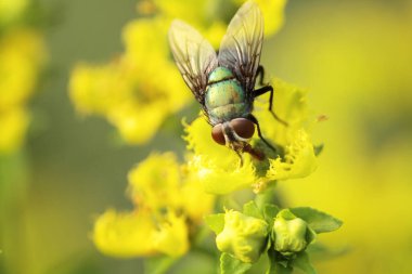 yaprak yeşil böcek anında. Yeşil et sineği çürümebaşladığında Sezar