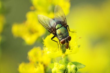 yaprak yeşil böcek anında. Yeşil et sineği çürümebaşladığında Sezar
