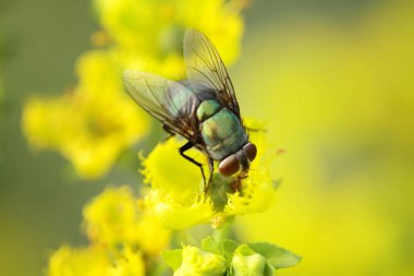 yaprak yeşil böcek anında. Yeşil et sineği çürümebaşladığında Sezar