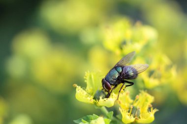 yaprak yeşil böcek anında. Yeşil et sineği çürümebaşladığında Sezar