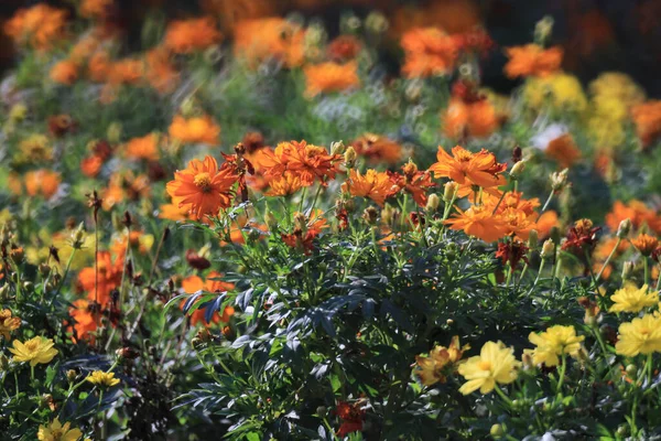 Cosmos Flower Orange Color Garden — ストック写真