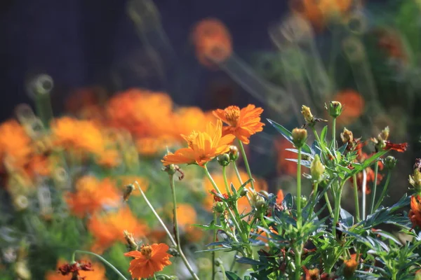 Cosmos Flower Orange Color Garden — 스톡 사진