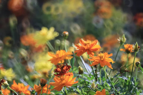 Cosmos Flower Orange Color Garden — Zdjęcie stockowe