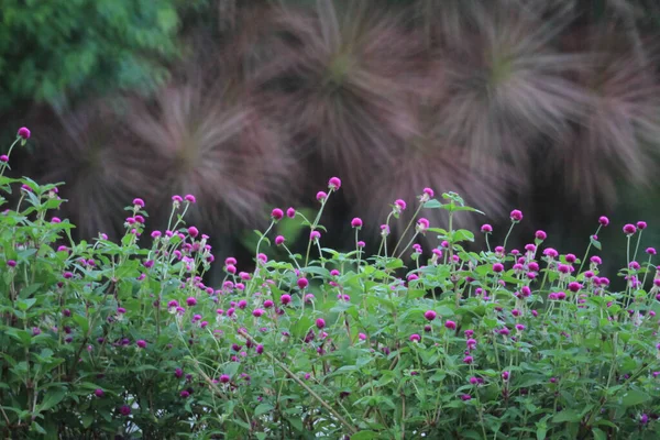 Oct 2011 Small Pink Amaranth Flowers Growing Summer Flowerbed — Stock Photo, Image