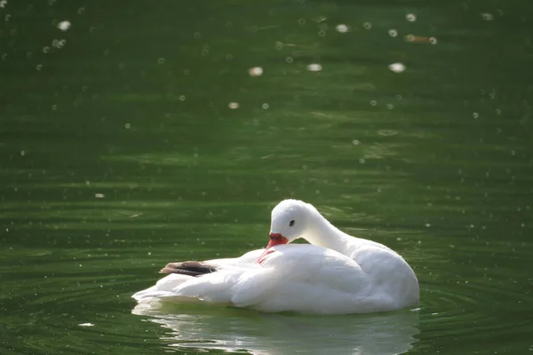 Oct 2011 Swan Swimming Black Water — Fotografia de Stock