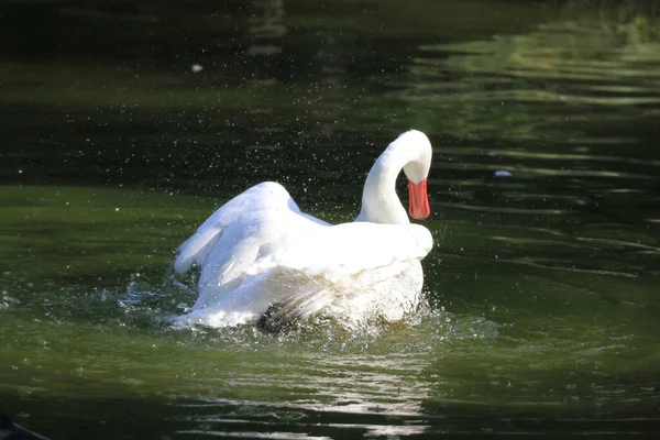Oct 2011 Swan Swimming Black Water — Fotografia de Stock